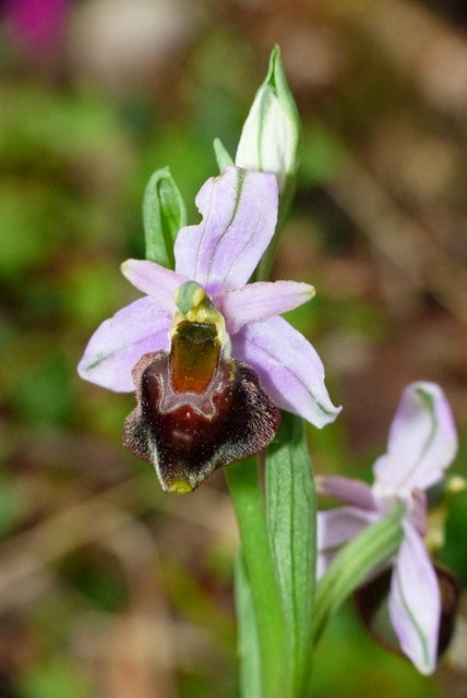 Ophrys crabronifera & Ophrys holosericea sp. � Monti Lucretili  (Roma).